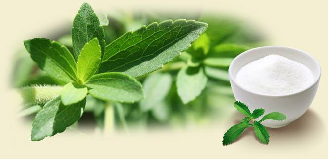 Cỏ ngọt Stevia – thực phẩm cho người tiểu đường